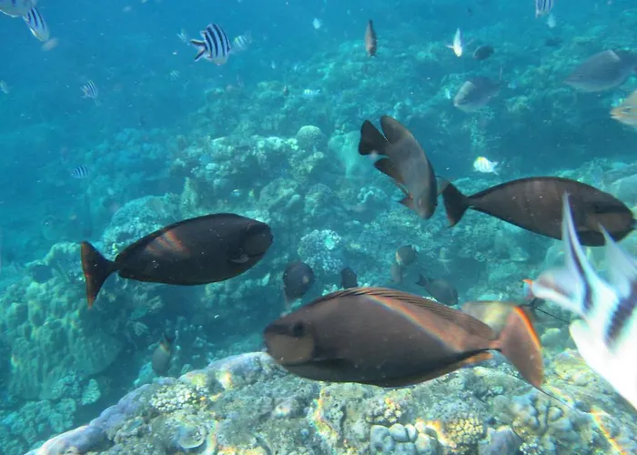 Diver's Cafe Guest house