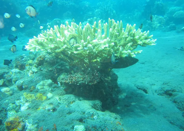 Diver's Cafe Amed (Bali)
